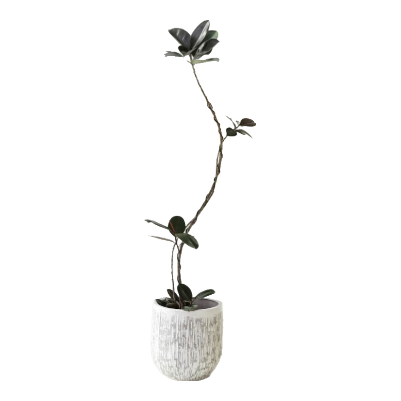 ����ˮ���ڽ����Ƥ��������ֲ���������������ļ������칫����̨����ֲ�� ����ͼ���Ƥ��1.7-1.9m+ź�۽���ˮ���� 430.2Ԫ