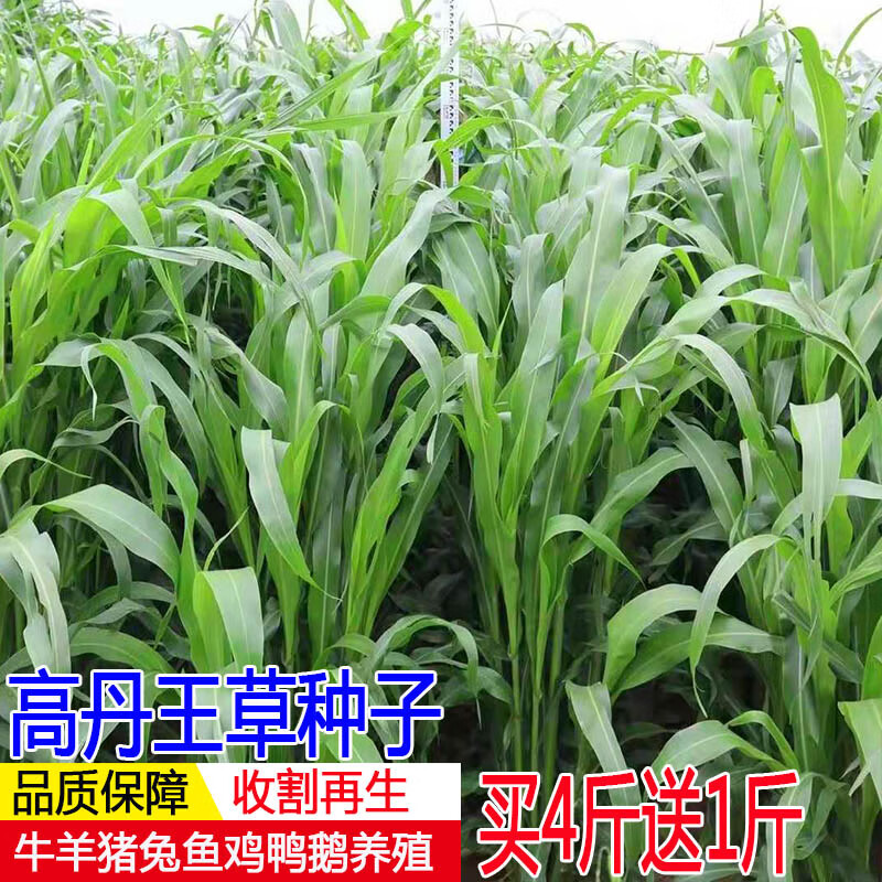 高丹王草种子四季养牛羊鹅猪兔喂鱼草种再生大力士甜高粱牧草种子 高丹王草种子4斤【实发5斤】