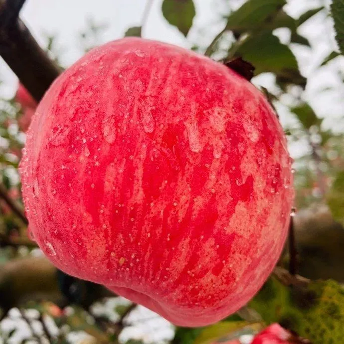 正宗沂源红苹果红富士脆甜多汁新鲜孕妇水果现摘现发整箱 9斤特大果【90mm以上】