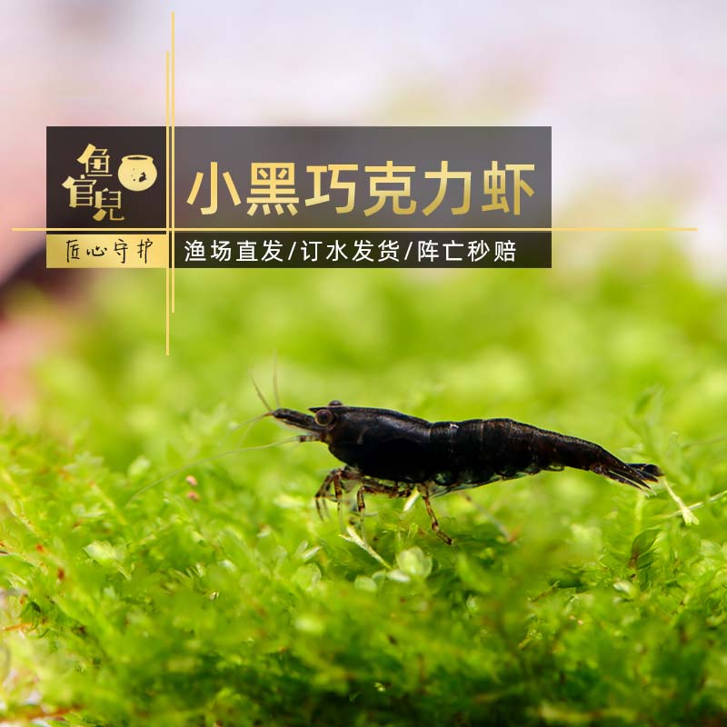 5cm黑巧克力虾2只