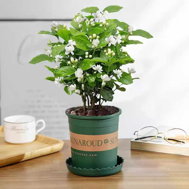 欧芽茉莉花重瓣花苗发货室内花 花卉植物桌面绿植 茉莉5棵左右【小加仑盆】 1