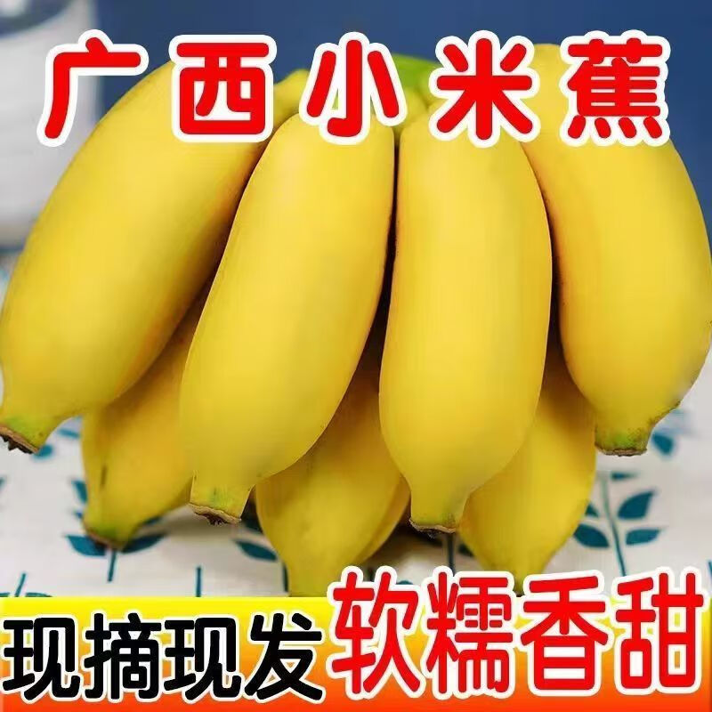 正宗廣西小米蕉香蕉軟糯  現(xiàn)摘現(xiàn)發(fā)香甜米蕉孕婦水果 【凈重4.5斤】 5斤 精選裝