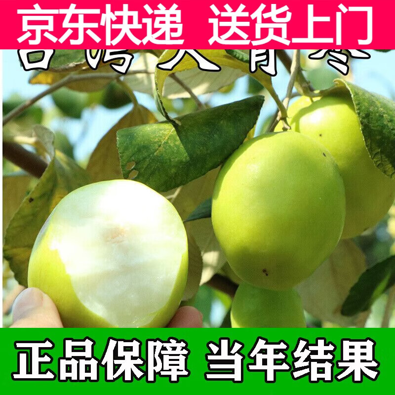 大青棗苗沾化冬棗樹苗特大棗苗冰糖棗果樹苗耐寒南北方種植 3年棗樹苗后年結(jié)果