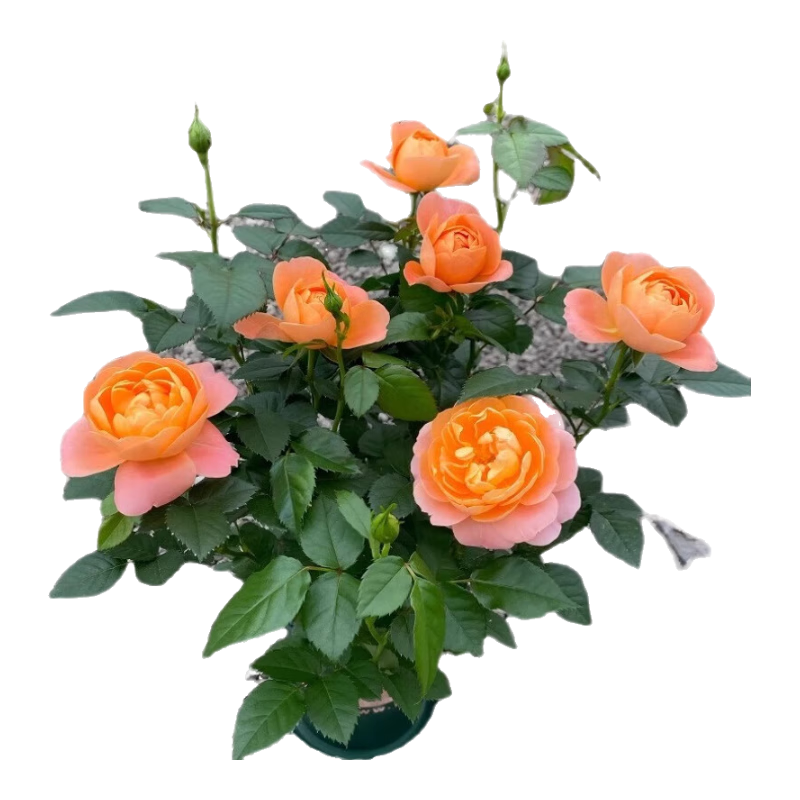 ��֭��̨�¼����Դ������ļ�����ͥԺ��ľõ�廨��ֲ��ԭ�跢��������-��֭��̨40cm+ԭ�����ֱ��