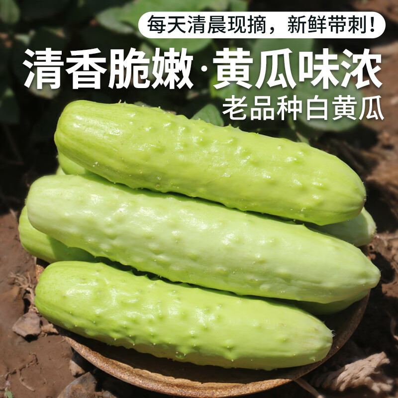 密农人家老品种白黄瓜 每日现摘白皮黄瓜 新鲜黄瓜 清脆爽口白玉黄瓜500g 500g