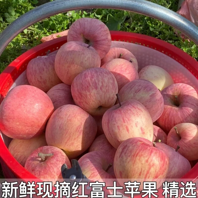 果迎鲜苹果 陕西红富士苹果 新鲜水果 红富士 净果4.5斤整箱5斤