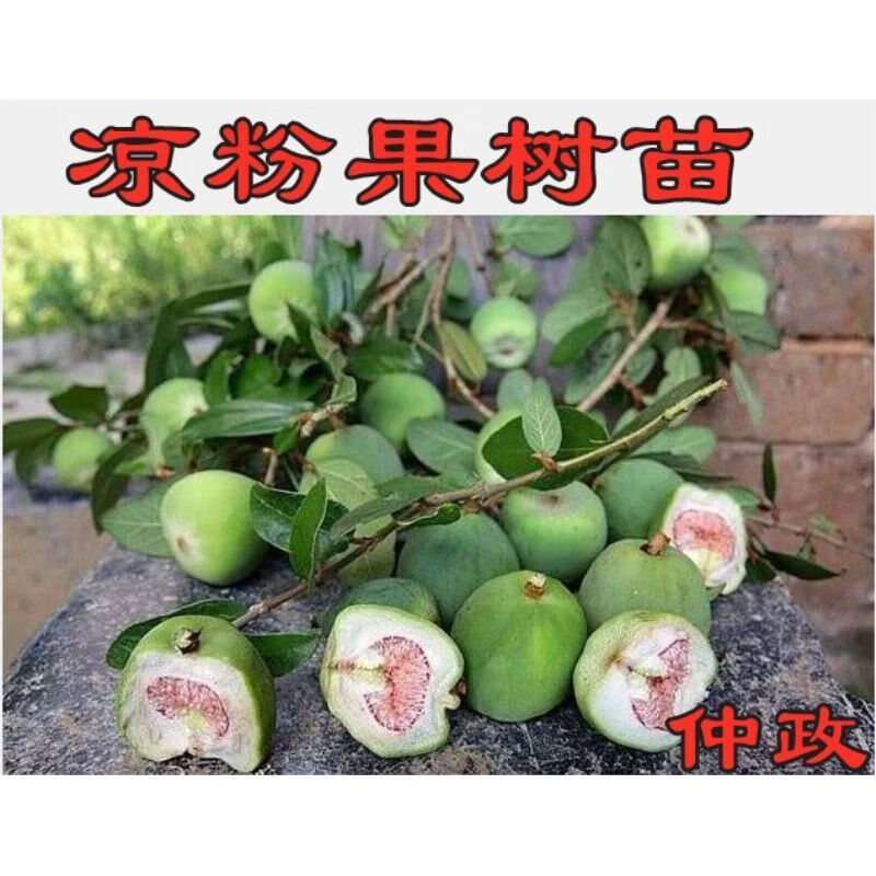 凉粉果树苗爱玉果冻树苗木莲薜荔果苗藤苗薜荔树苗盆栽庭院墙 3年苗