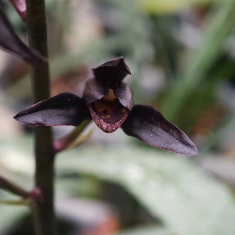 墨兰埃及艳后兰花高端名贵名花名品花卉绿植盆栽室内外浓香老种苗 1