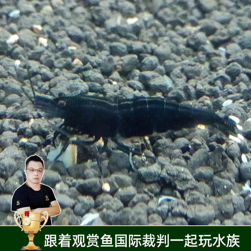 鱼缸水族箱水草缸清洁除藻淡水宠物