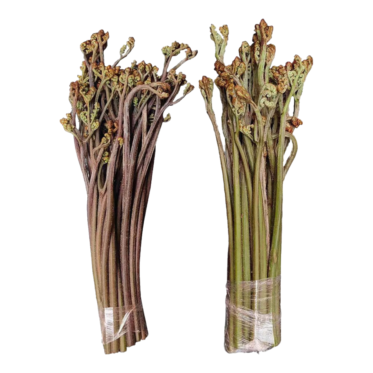 農(nóng)大姐妹蕨菜 新鮮野生山蕨菜 甜蕨 現(xiàn)摘蕨菜 龍爪菜 新鮮火鍋鹵菜蕨菜苔 新鮮蕨菜 9斤