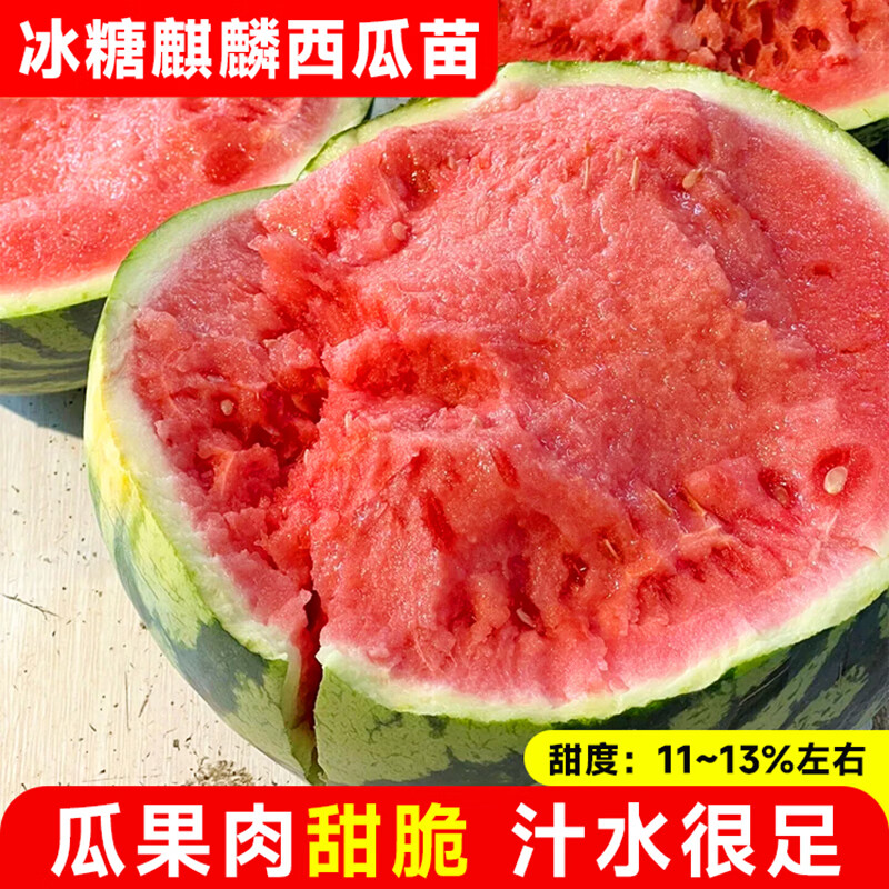 花翁西瓜苗8424秧苗阳台盆栽蔬菜苗 冰糖麒麟西瓜苗 6棵源头直发