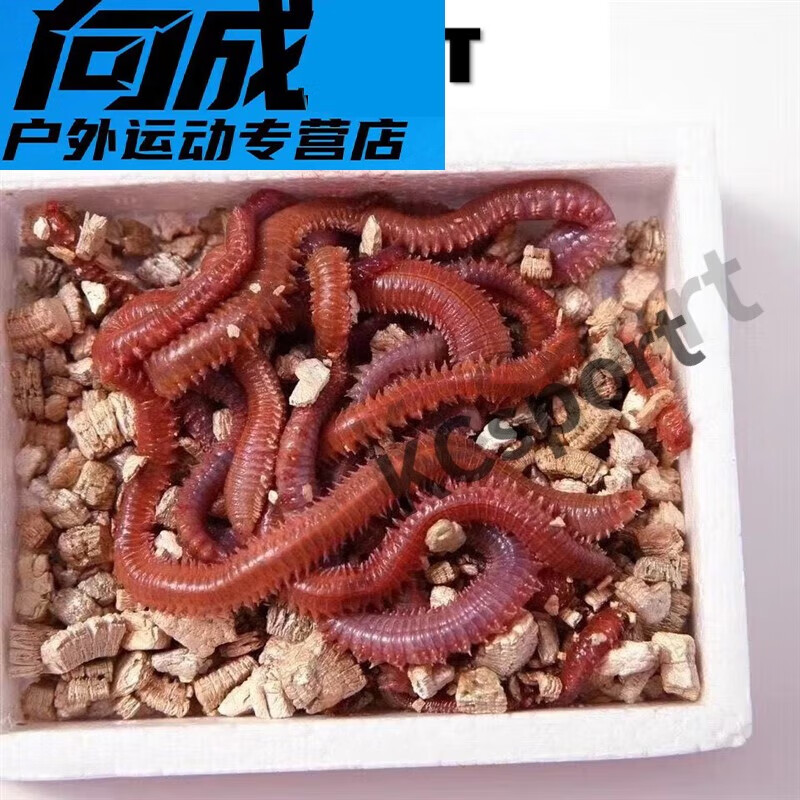 宰搂红虫活饵蚯蚓活饵活沙蚕海蚯蚓红青虫鲈鱼饵海蜈蚣海蚂蝗海钓 55