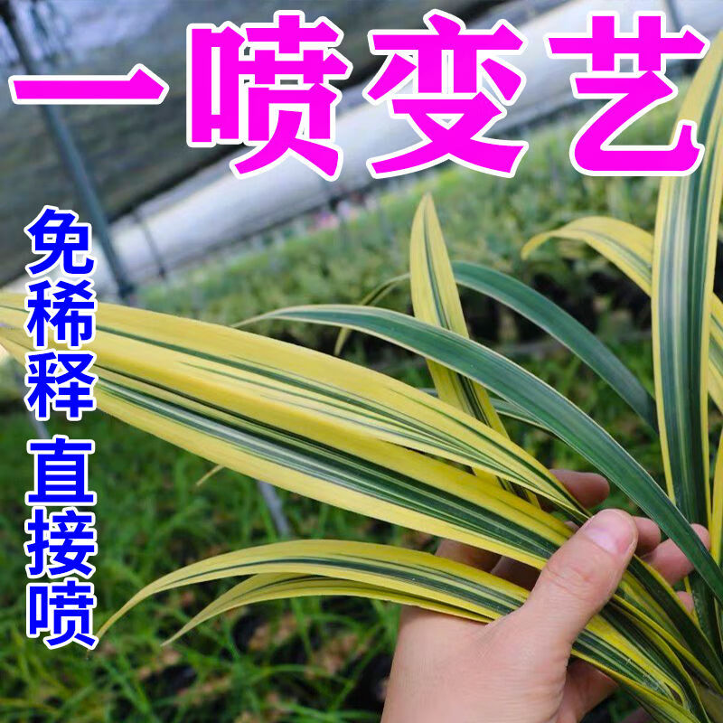 【兰花出艺快】促兰草变异免培育直接喷刺激变异因子促变诱导剂 兰花促变异 五瓶装