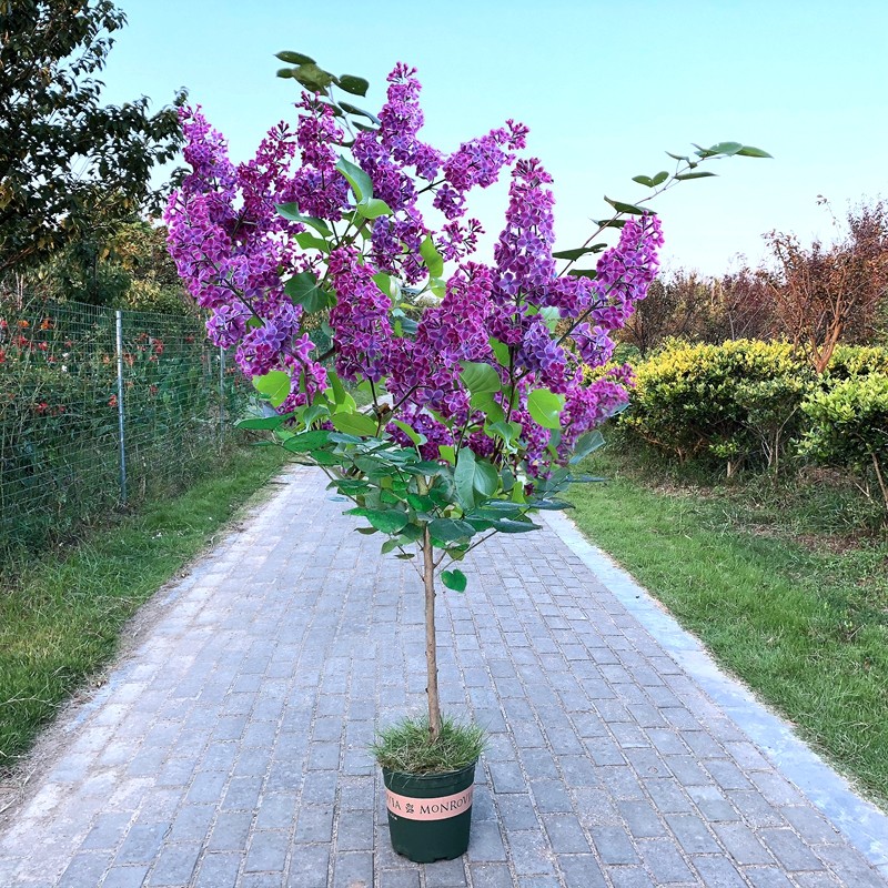 姜北丁香花树苗庭院花树风景树丁香花苗地栽盆栽耐寒苗木 紫丁香 从生