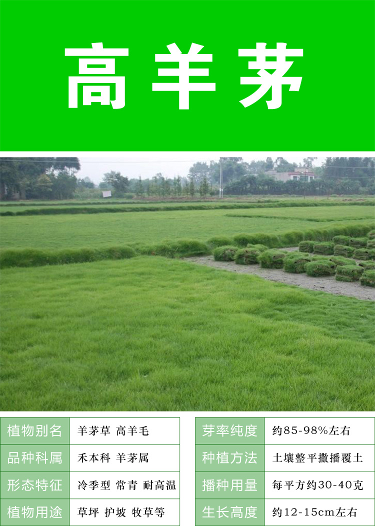 草坪种子绿化草籽四季常青庭院护坡固土草种籽草子黑麦草 高羊茅护坡