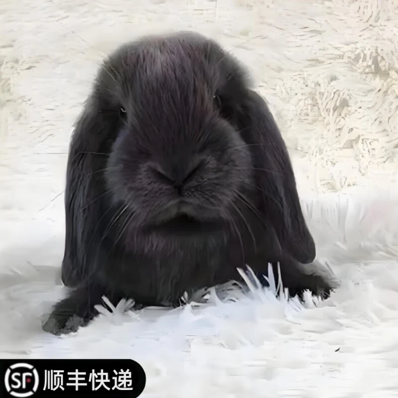侏儒兔子活物长不大迷你兔儿童好养宿舍宠物兔荷兰垂耳兔活体 24黑色