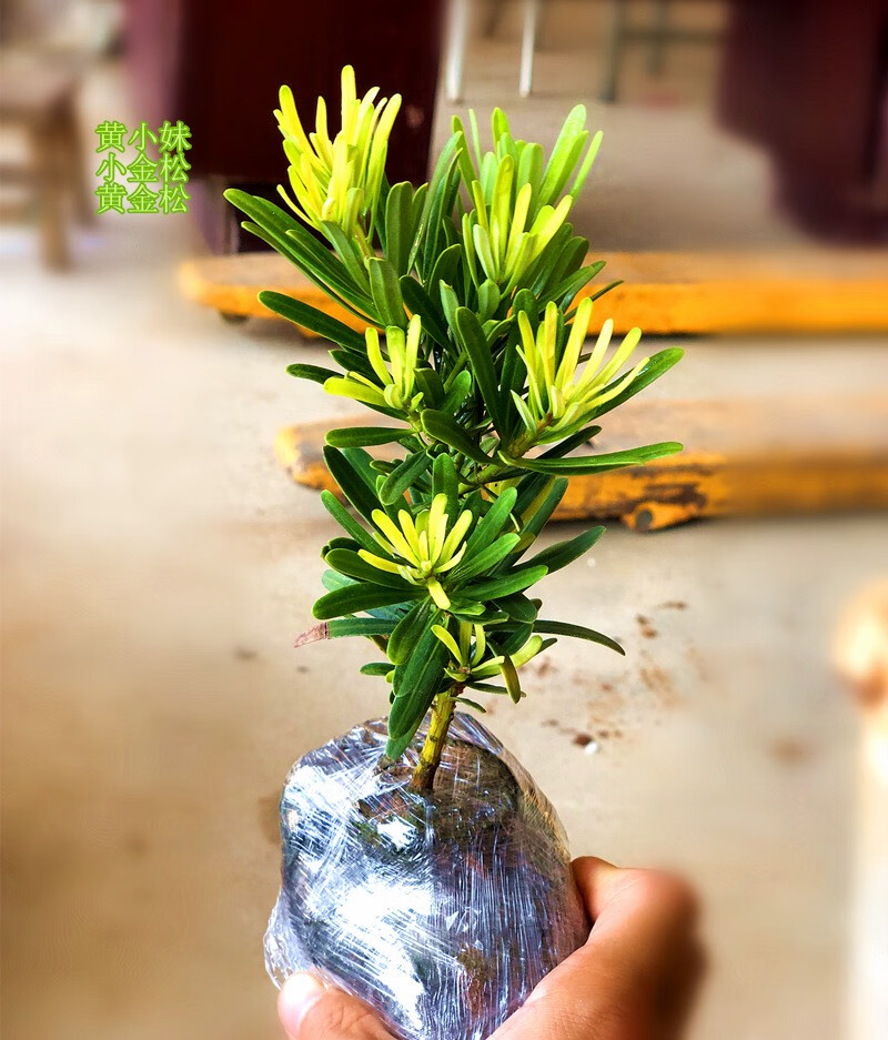 黄金钻罗汉松黄芽发财黄金松新鲜绿植小盆栽大造型树室内客厅桌面