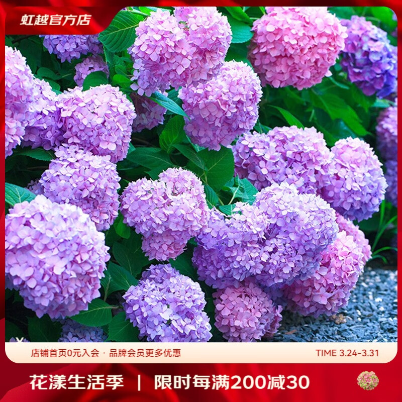 虹越（HONGYUE）繡球花盆栽苗大苗 無盡夏花手鞠陽臺花園庭院盆栽繡球花卉 【大花繡球】“無盡夏”2加侖