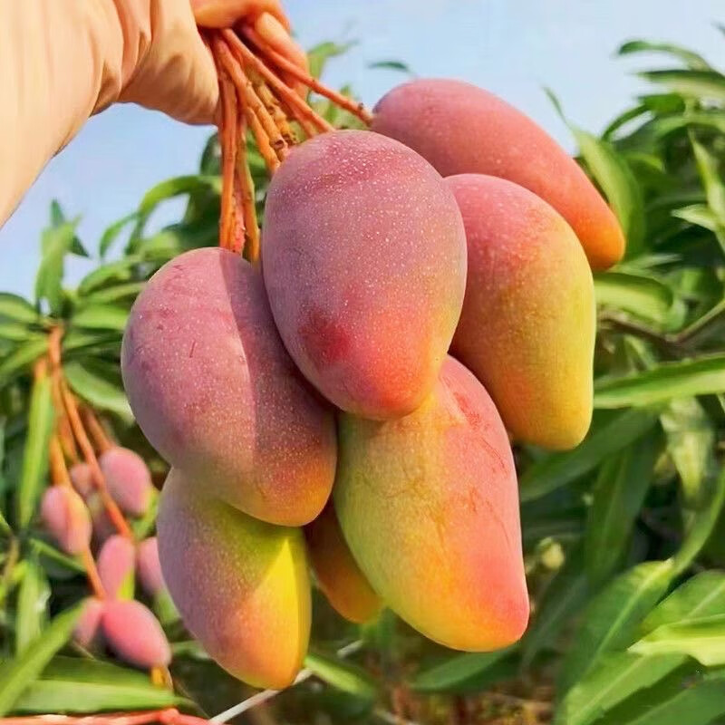 译优农正宗海南三亚贵妃芒果当季现摘新鲜热带水果红金龙芒果 净重9斤大果【单果150-250g】精选
