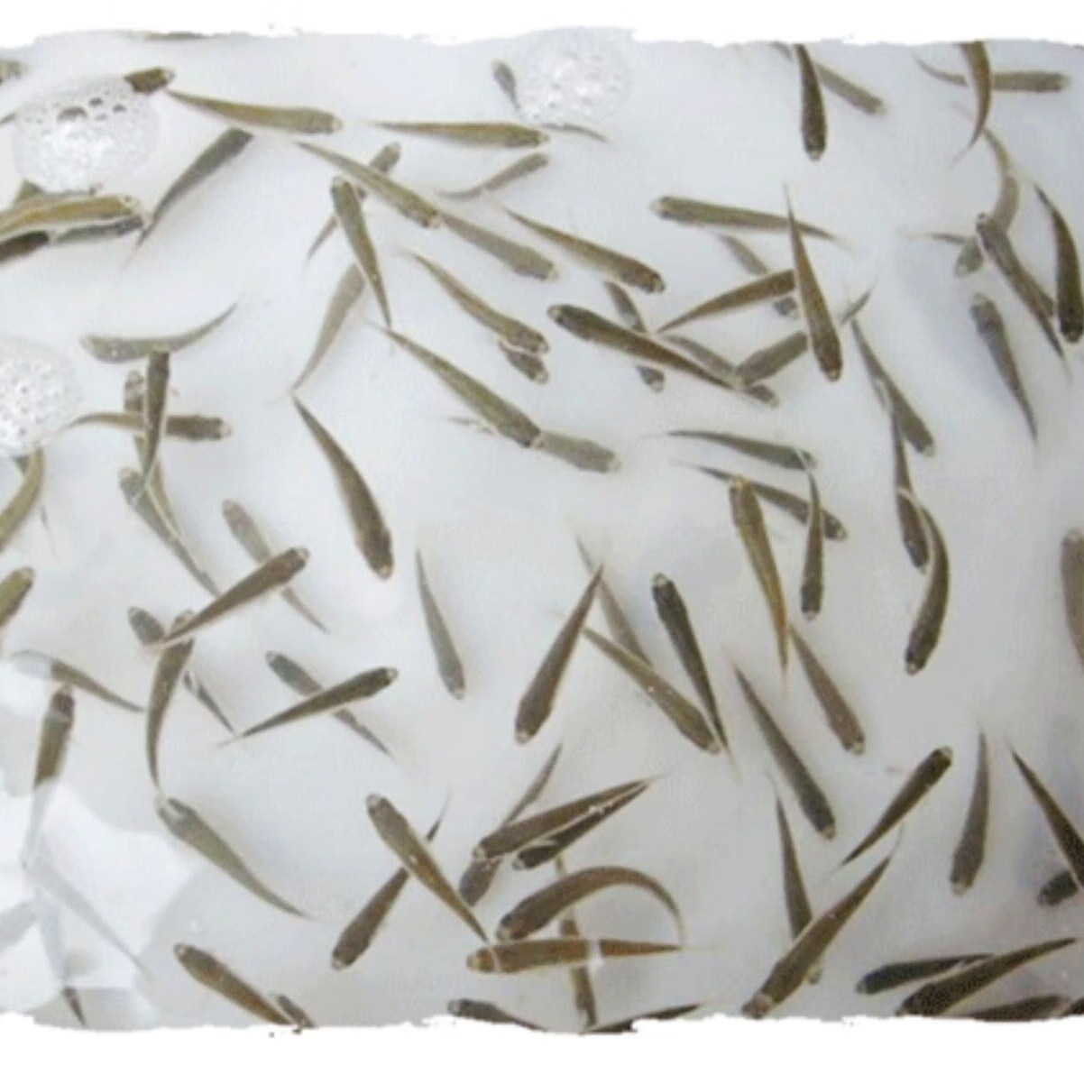 酷牧巨骨舌鱼大型凶猛鱼红尾海象鱼活体七彩海象雷龙观赏鱼热带 饲料