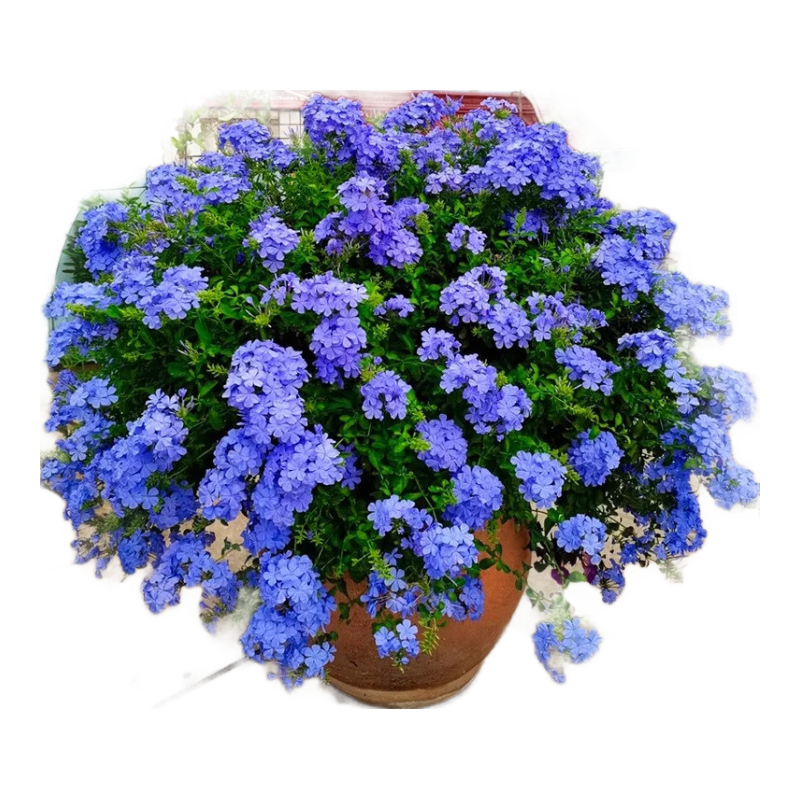 ������ѩ�����ٴ���ͥԺ���������ش����������ֲ����̨�ٱ��ļ����� ��ѩ�������硿 28.8Ԫ