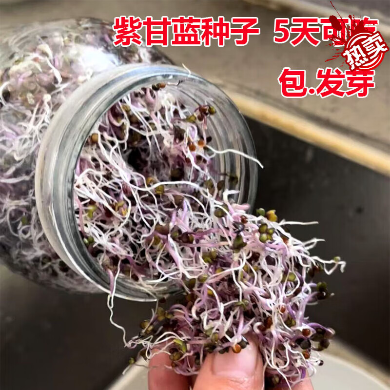 三色芽苜蓿種子西藍(lán)花芽紫甘藍(lán)芽輕食素食西餐擺盤西蘭花芽苗種子 紫甘蘭種子120克