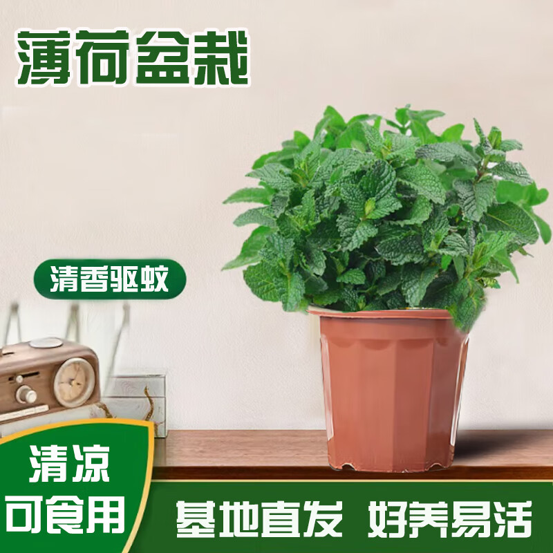 ������ �Ե�������ԭ�象��ֲ���ʳ������ţ���ó�������������� С�象������+ԭ��