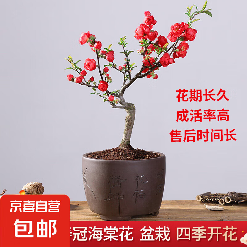 ԭ�����ٹں��Ļ������ļ��������绨��ֲ�������辰��׮�ͺ����� 5�꺣�ġ���ԭ�� �������� ������