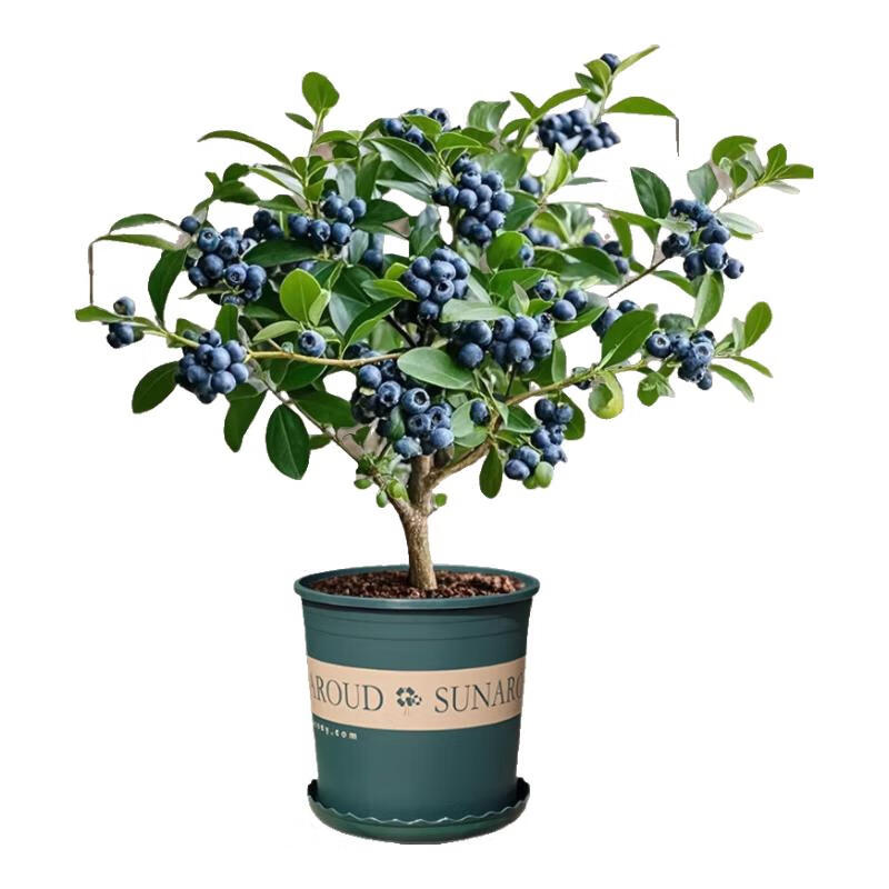 ������ ��ݮ�������� L25 �������� ԭ����+�� ���� 15.8Ԫ����