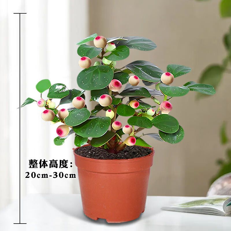 牽鮮【智慧之樹(shù)】小盼菩提樹(shù)帶果盆栽室內綠植中式擺件辦公室植物盆景 [A級]小盼菩提簡(jiǎn)裝帶果一顆裝