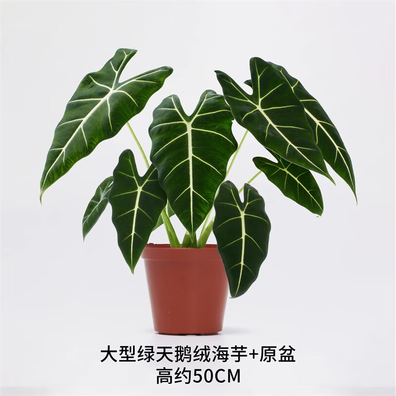 中夢(mèng)不需要陽光的植物室內(nèi)桌面盆栽花卉綠植水培綠蘿吊蘭 【綠天鵝絨海芋】大苗+加侖盆 40-50cm