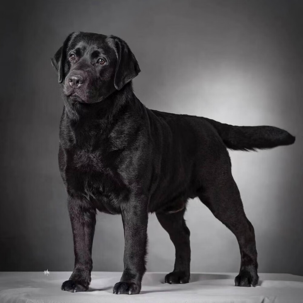 活体狗纯种宠狗狗拉布拉多活体幼犬拉布拉多导盲犬 宠物级 黑色sss级