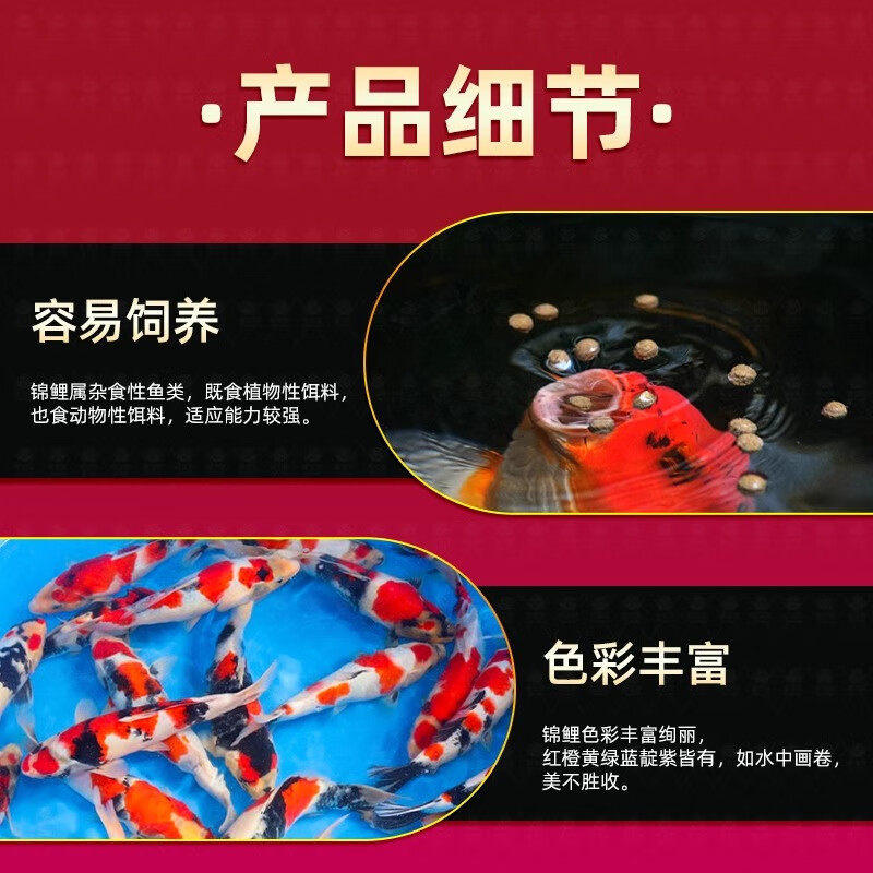 贝冠奇锦鲤活鱼大正三色红白锦鲤秋翠孔雀丹顶黄龙凤蝴蝶鲤冷水鱼观赏鱼 黄金 13-17cm1条