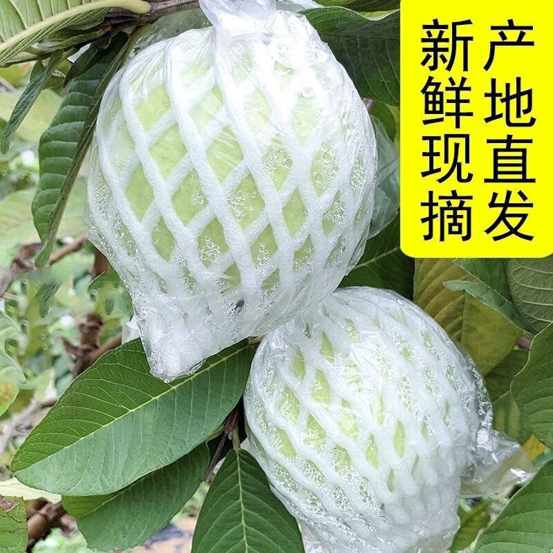 【廠家直發(fā)】新鮮采摘番石榴脆甜珍珠潘石榴白心熱帶當季人吃 1斤 小果(單果80g+)