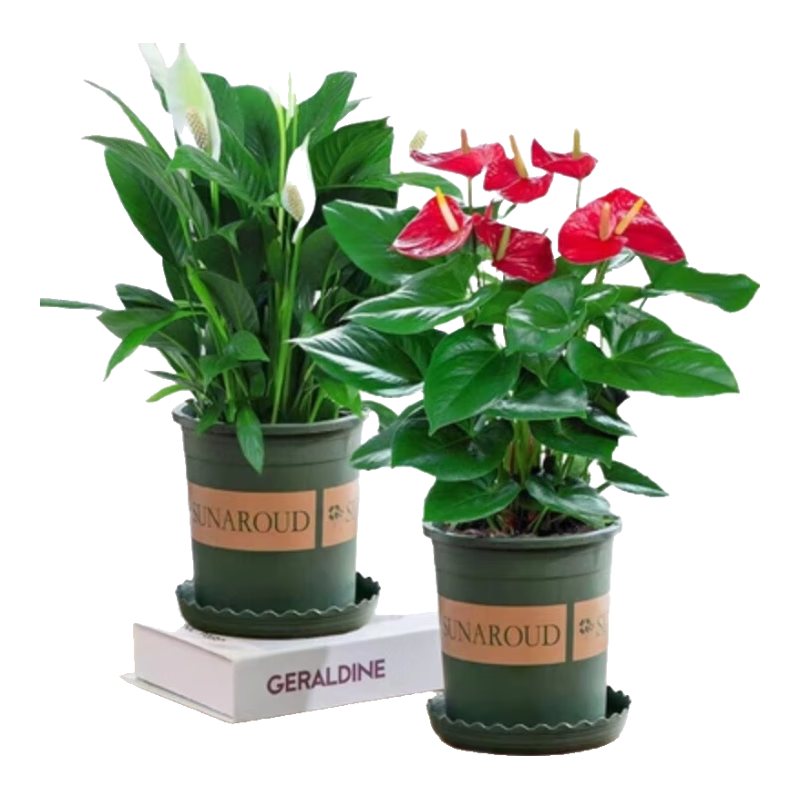 ѻܺ԰칫ҿڿֲˮ󻨶ʦ +ơ衿 45.8Ԫ