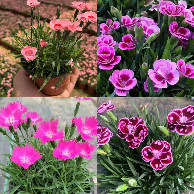 欧石竹初吻盆栽耐寒地被绿植庭院草坪四季开花不死花卉花期长批发 初吻粉贝紫蝴蝶蜜桃4盆套餐