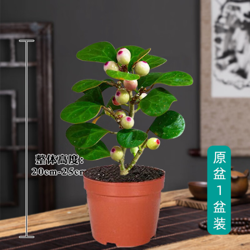 牽鮮菩提樹(shù)盆栽小盼菩提帶果盆景室內辦公室植物桌面擺件中式禪意綠植 A級帶果小盼菩提原盆