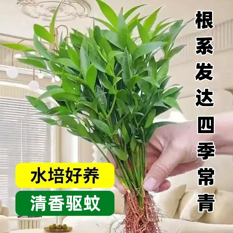 �������ˮ����ֲ��������ֲ�ﻨ�� ���10�겻��ƿ+Ӫ��Һ Դͷֱ��