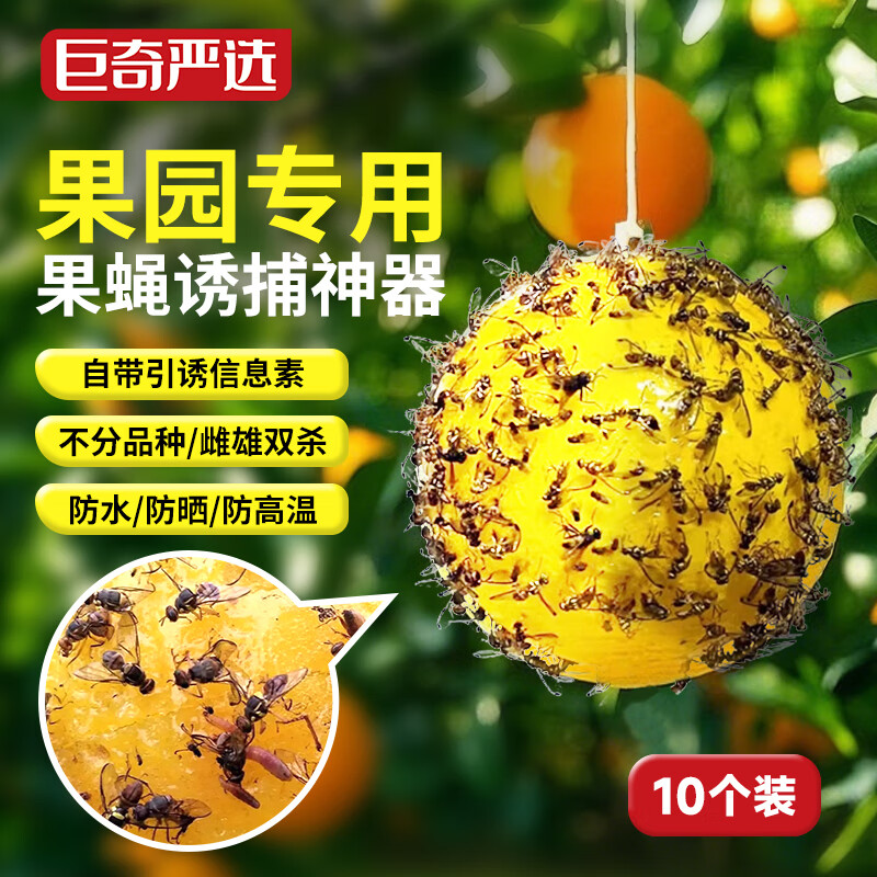 巨奇诱蝇球诱捕器灭果蝇粘虫球板诱虫球针蜂引诱剂强力果蝇球10个装