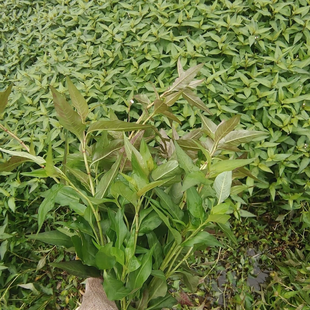 云南香柳苗香菜种苗香蓼保湿发货配料盆栽可食用蓼草食用新 5棵（不带盆）