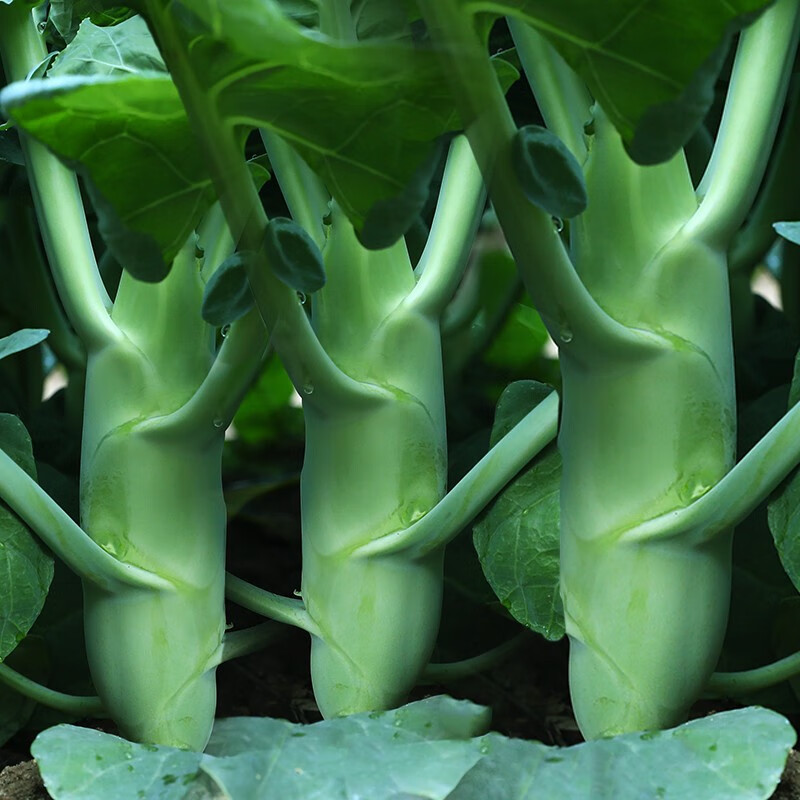 北蔬 鸡腿芥兰种子甜脆芥介兰菜种秋季蔬菜 【口感好】甜脆鸡腿芥蓝
