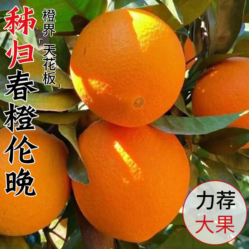 擂冠伦晚春橙湖北秭归脐橙手剥橙甜橙九月红橙现摘现发应季新鲜水果 带箱9.5-10斤净重9-8.5斤60mm+