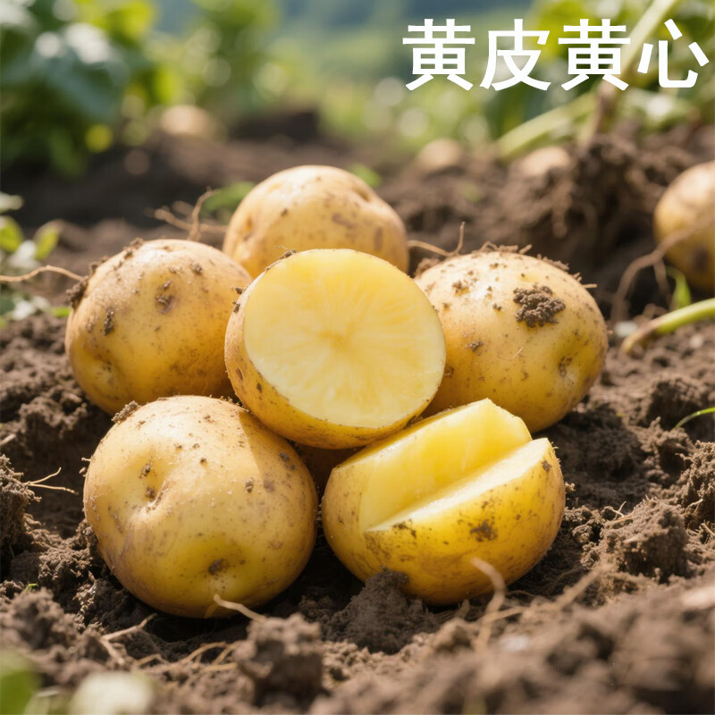 播州鲜贵州新鲜土豆高山马铃薯土豆黄皮黄心土豆5斤农家自种蔬菜 新鲜黄皮土豆9斤 (带箱)