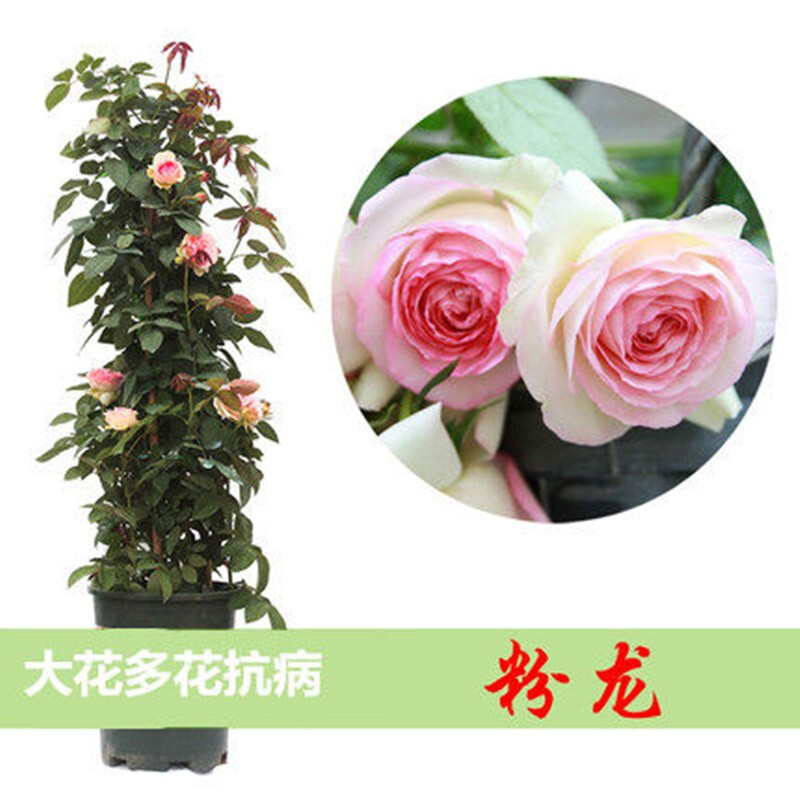 花卉盆栽地栽多季开花耐寒耐热花卉花苗 粉龙 【爬藤60公分左右高】