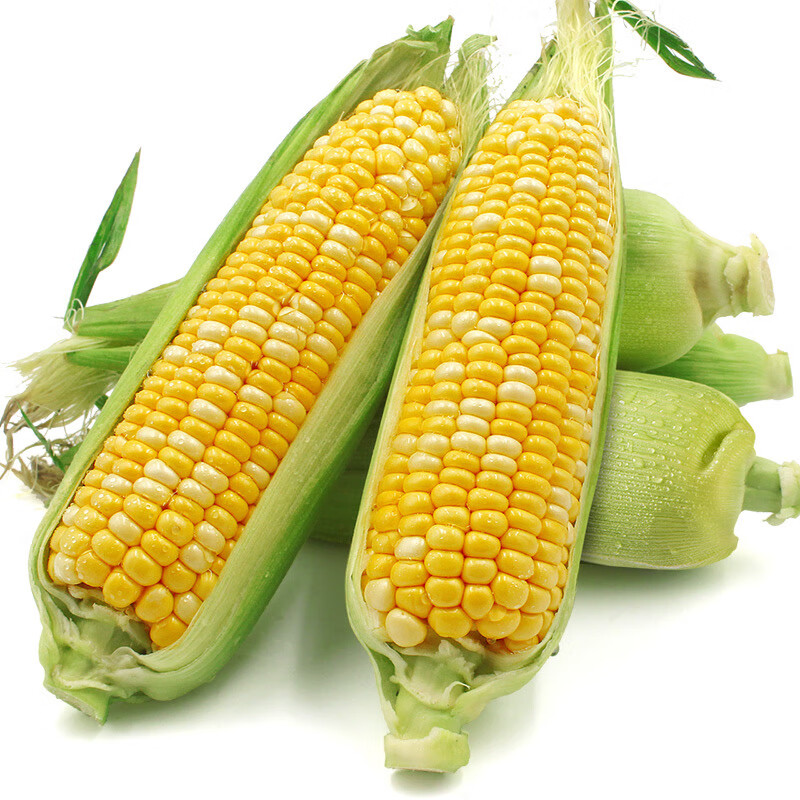 鲜然绿品 云南双色金银水果玉米 甜嫩玉米棒鲜玉米 新鲜蔬菜生鲜 4.5斤 单果250g+ 源头直发