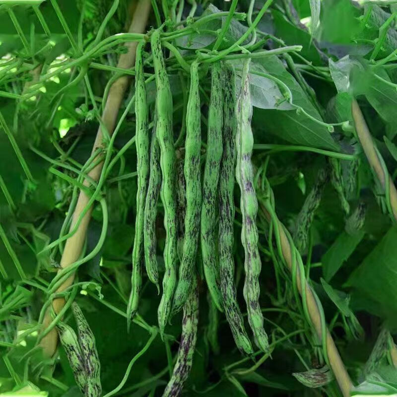 弯钩油豆种子 东北油豆角种子 开锅烂圆油豆挤豆蔬菜种子按斤销售 弯钩油豆种子 【半斤】