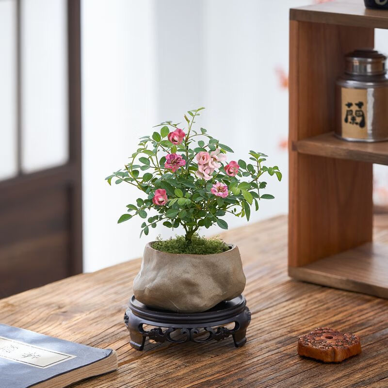 ��ѿ���ļ�������΢���¼����㳬΢��ͷ��̨��ֲֲ�����������ͺ����� ���¼�-������ʯ��-˿������-�������� �����Լ10-20CM