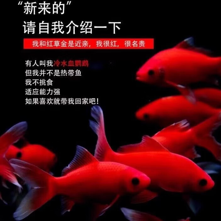 贝冠奇冷水观赏鱼红鹦鹉血鹦鹉葡萄眼黑眼金鱼冷水鹦鹉鱼活体活鱼 冷水鹦鹉4条 12-15cm
