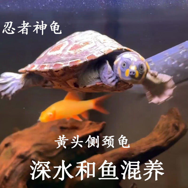 活泼深水黄头侧颈忍者神龟网红鱼缸混养乌龟宠物活体观赏吃菜 3-5厘米
