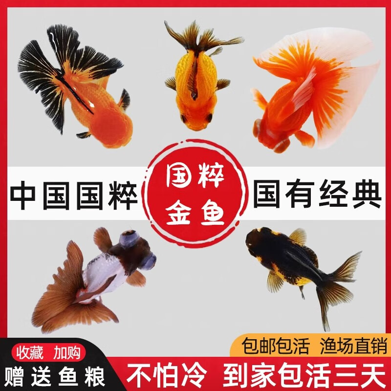 百纶木千金鱼观赏鱼【京东快递】不加温好养活狮子头活体冷水鱼招财鱼 【京东快递 送货上门】3-5cm招财三宝 各2条